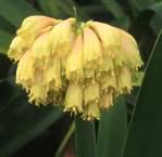 Unusual form of Clivia nobilis with pale yellow flowers