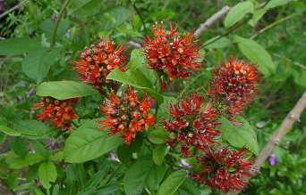 Combretum bracteosum