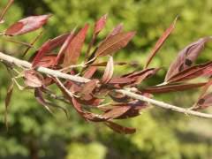 Twig in autumn