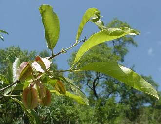 Combretum apiculatum subsp. apiculatum