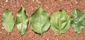 Combretum apiculatum subsp. apiculatum