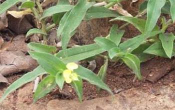 Commelina africana in flower