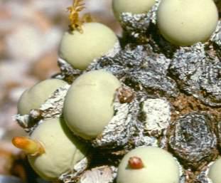 Close-up