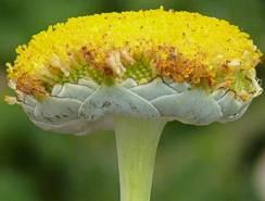 Cotula sericea flower head