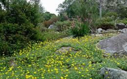 Cotula sericea ground cover