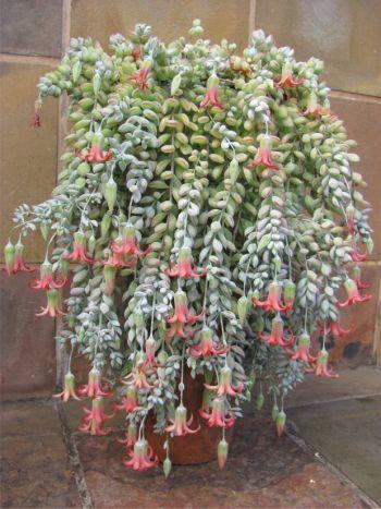 Cotyledon pendens in cultivation at Kirstenbosch