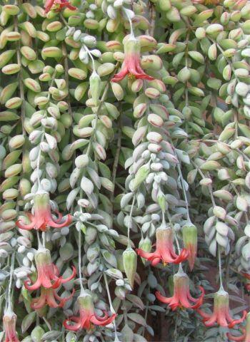 Cotyledon pendens in cultivation at Kirstenbosch