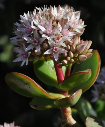 Crassula ovata