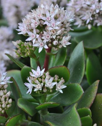 Crassula ovata