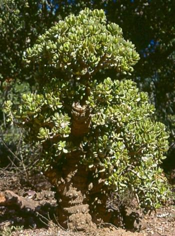 Crassula Ovata Jade Plant Crassula Portulacea, Cotyledon Lutea, Cotyledon  Ovata, Crassula Argentea, Crassula Articulata, Toelkenia Ovata -  Israel