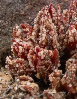 C. alpestris sand-encrusted leaves