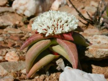 C.congesta subsp. laticephala