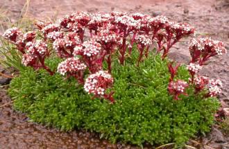 Crassula setulosa