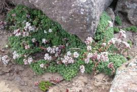 Crassula setulosa