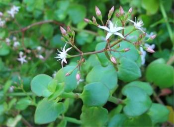 Crassula spathulata