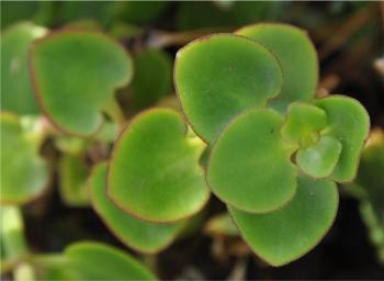 Crassula spathulata leaves