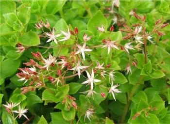 Crassula spathulata, elliptic-leaved form in the sun, Kirstenbosch NBG.