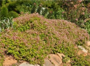 Crassula spathulata, elliptic-leaved form in the sun, Kirstenbosch NBG.