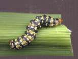 Amaryllis caterpillar