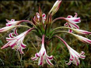 Crinum stuhlmannii