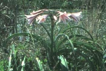 Crinum bulbispermum