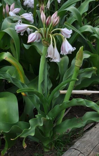 Crinum macowanii, leaves with undulating margins.