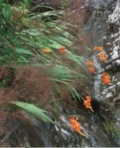 Growing on cliffs