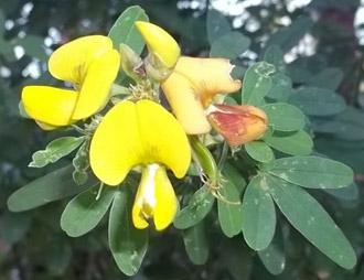 Crotalaria natalitia var. natalitia flowers