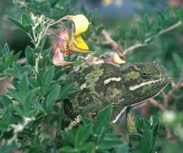 Flapnecked Chameleon lurking.Copyright G Nichols