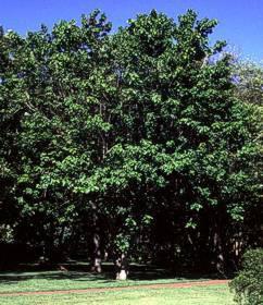 Croton sylvaticus tree. Photo G. Nichols
