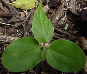 C. sylvaticus immature plant