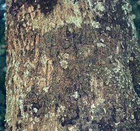 C. sylvaticus bark. Photo G. Nichols