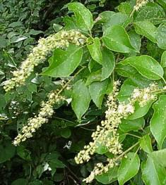 C. sylvaticus flowers