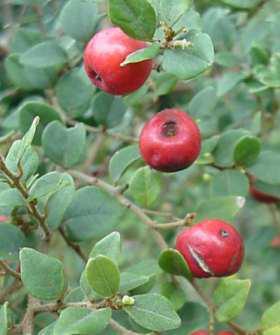 Cryptocarya wyliei. Image © G. Nichols 