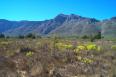 Sand Plain fynbos near Wellington