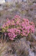  Erica sp. amongst restios on the east-facing slopes of Keeromsberg, Western Cape