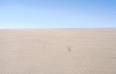 Extremely sparse vegetation in the wash of the Gamkab river, southern Namibia.