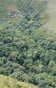 Kloof forest in Bosmansbos Wilderness Area, Langeberg, southern Cape.