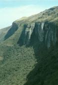 A typical inland gallery forest at the base of a cliff face, Bruintjieshoogte near Somerset East, Eastern Cape.