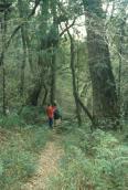 Understorey of afromontane forest near Hogsback, Eastern Cape.