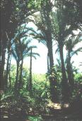 Palm forests in northern Zululand.