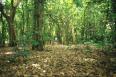 Understorey of a coastal forest in northern Zululand.