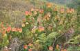  Mimetes cucullatus (Proteaceae), Bosmansbos, Western Cape.