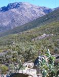  Proteoid fynbos dominated by Protea eximia, Keeromsberg, Western Cape.