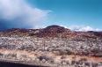 Typical Nama-Karoo vegetation west of Carnarvon, Northern Cape