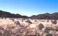 Typical combination of shrubs and perennial grass of the Nama-Karoo, Northern Cape