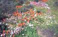  Spring flowers in Renosterveld, Nieuwoudtville, Northern Cape