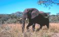 Elephant -Tembe Elephant Reserve Savanna.