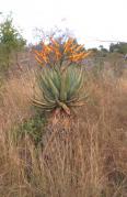 Aloe marlothii- Komati River Valley, Bushveld Savanna.