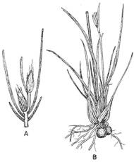 Drawing of T. capensis